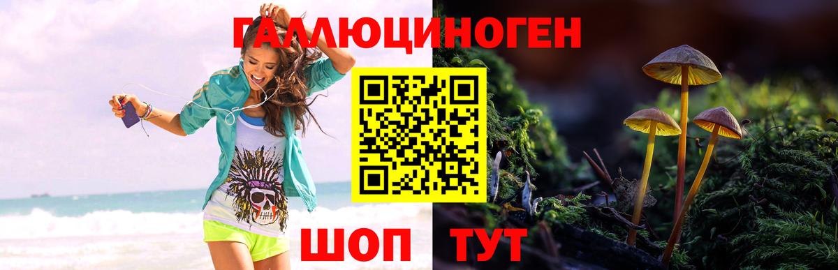 Псилоцибиновые грибы Psilocybine cubensis Губаха